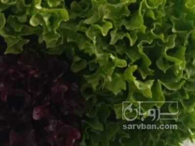 فروش کاهو فرانسوی