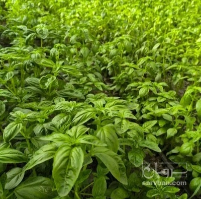 فروش ریحان ایتالیایی