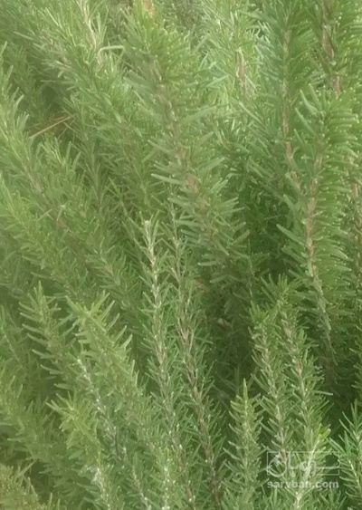 فروش رزماری (گیاه‌ دارویی)