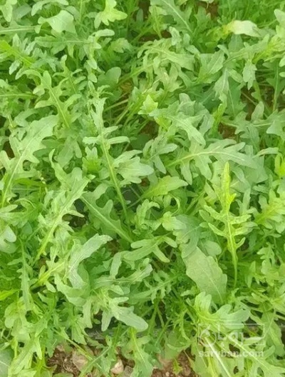 فروش روکولا