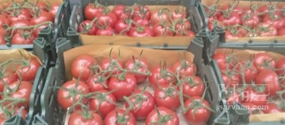 فروش گوجه فرنگی ۴۱۲۹