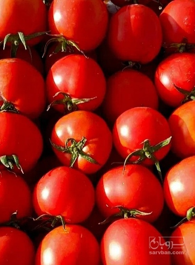 فروش گوجه فرنگی بروبیو