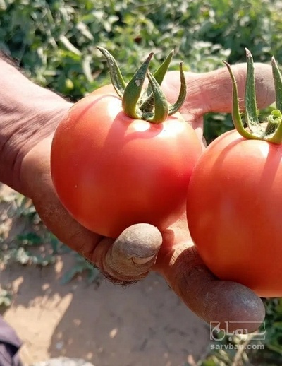 فروش گوجه فرنگی برنتا