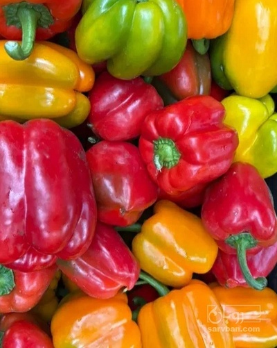 فروش فلفل دلمه ای