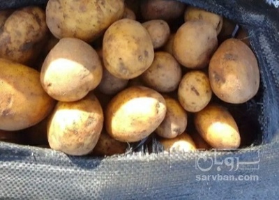 فروش سیب زمینی جلی بذری