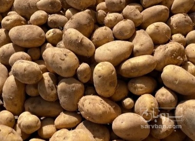 فروش سیب زمینی اگریا