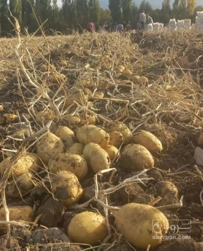 فروش سیب زمینی جلی