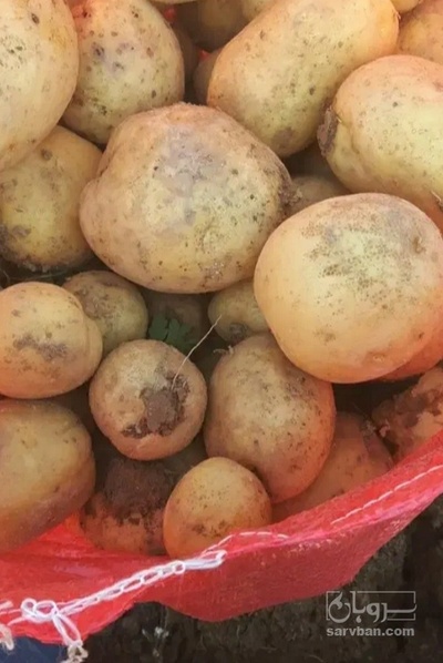فروش سیب زمینی بامبا
