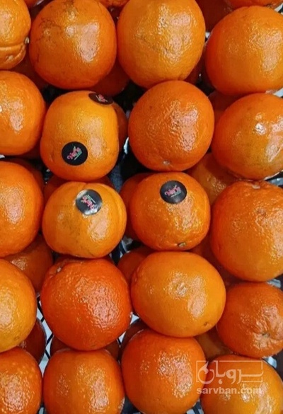 فروش پرتقال