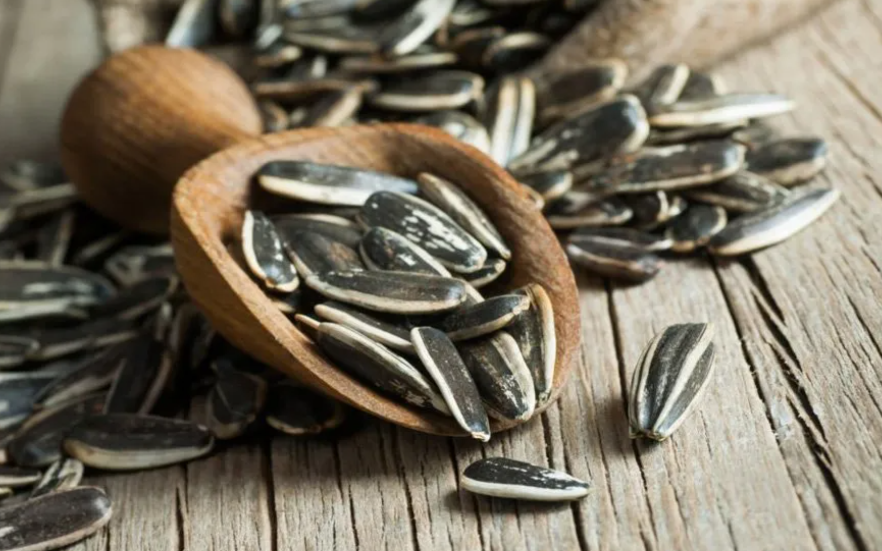 فروش تخمه آفتابگردان