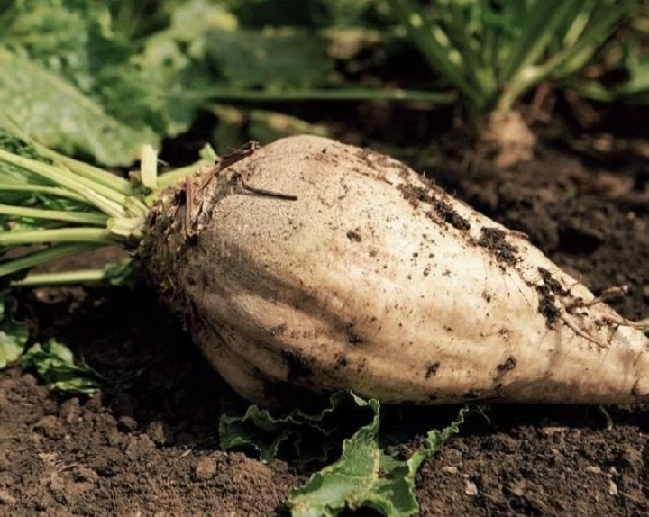 فروش چغندر قند