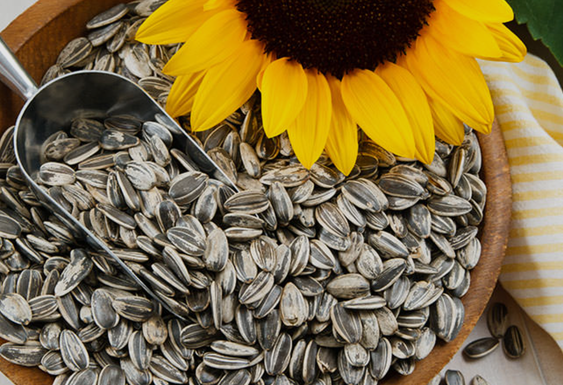 فروش تخمه آفتابگردان