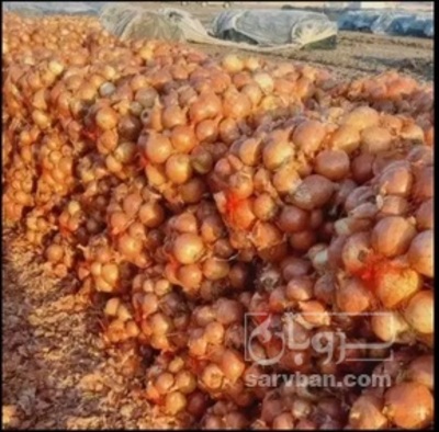 فروش پیاز طلایی