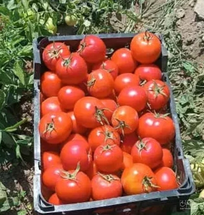 فروش گوجه فرنگی