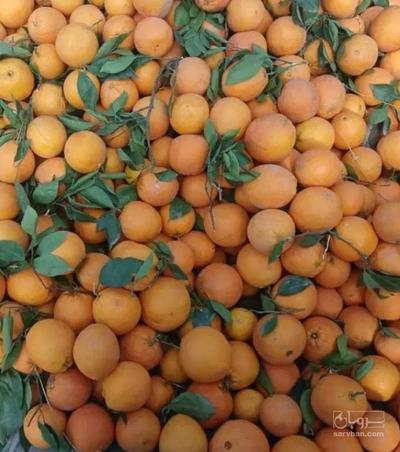 فروش پرتقال