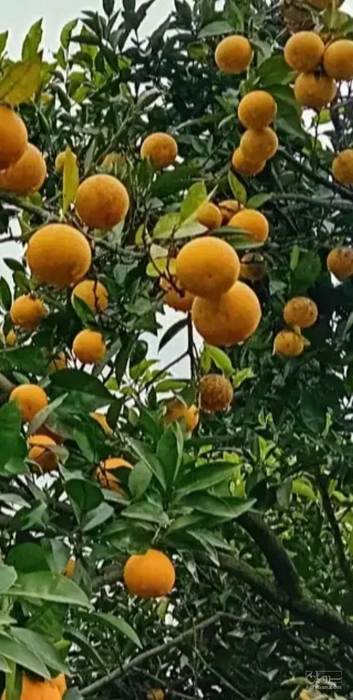 فروش پرتقال