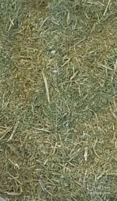 فروش خارشتر (گیاه‌ دارویی)