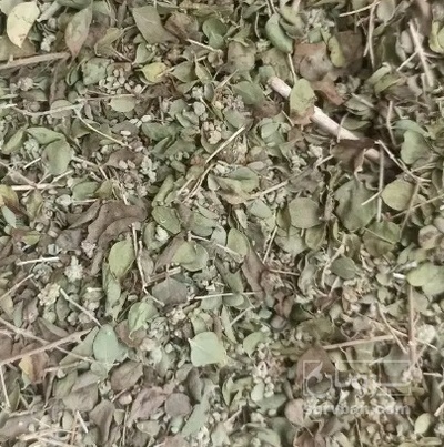 فروش برگ آویشن (گیاه‌ دارویی)