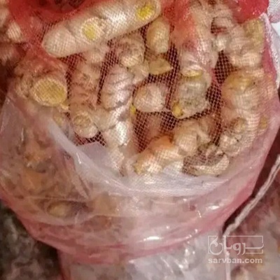 فروش زردچوبه تازه