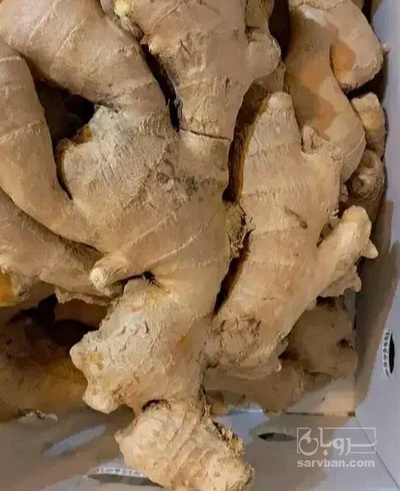 فروش زنجبیل (گیاه‌ دارویی)