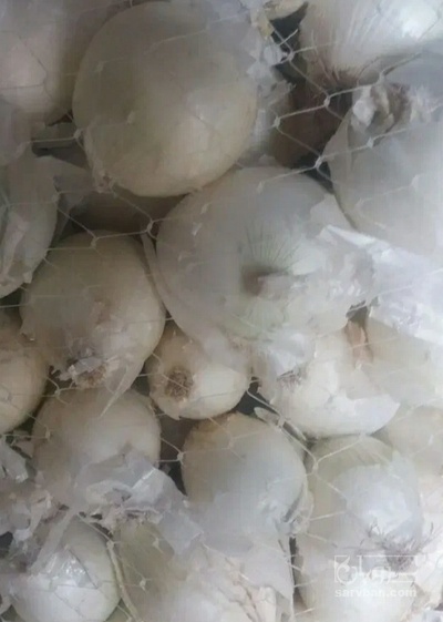 فروش پیاز سفید