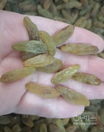 فروش کشمش سبز سایه خشک