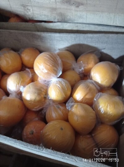 فروش پرتقال