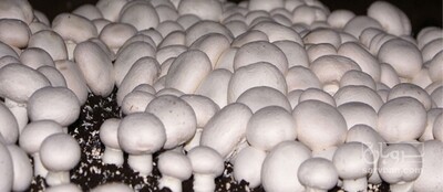 فروش قارچ دکمه ای