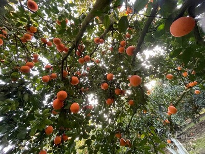 فروش پرتقال