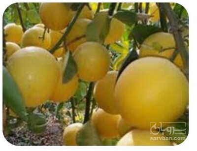 فروش لیمو شیرین