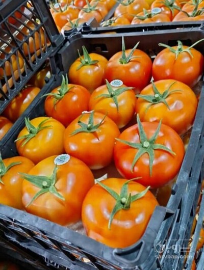 فروش گوجه فرنگی