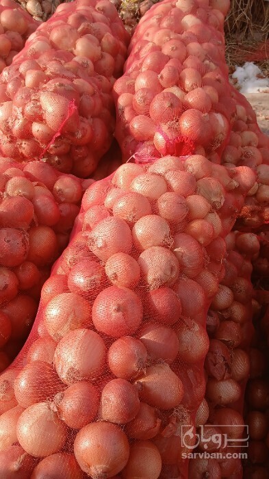 فروش پیاز