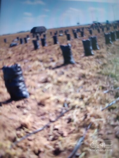 فروش سیب زمینی