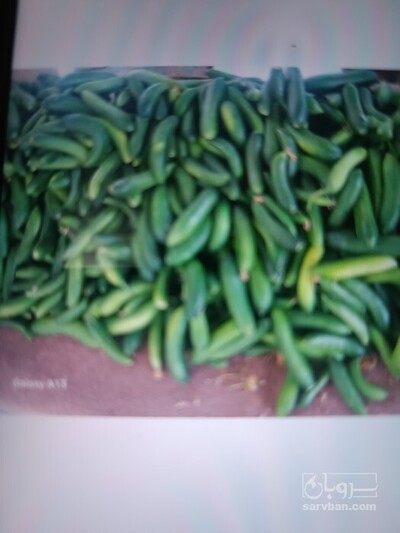 فروش خیار 2