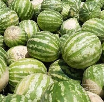 فروش هندوانه گرد