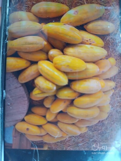 فروش خربزه