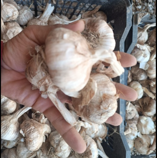 فروش سیر