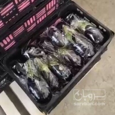 فروش بادمجان