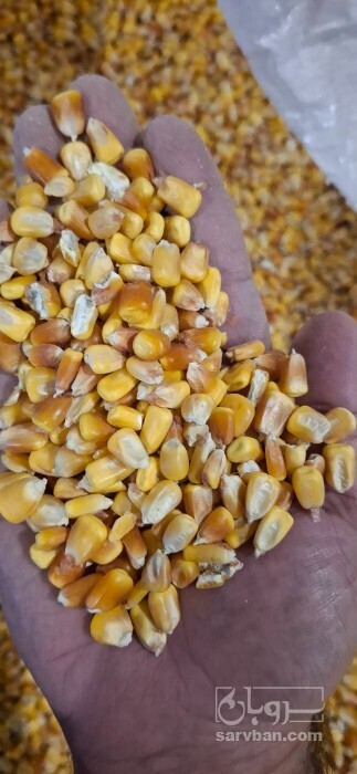 فروش ذرت