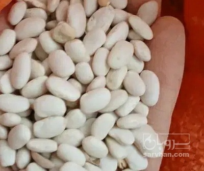 فروش لوبیا سفید