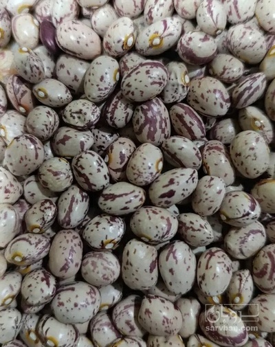 فروش لوبیا چیتی