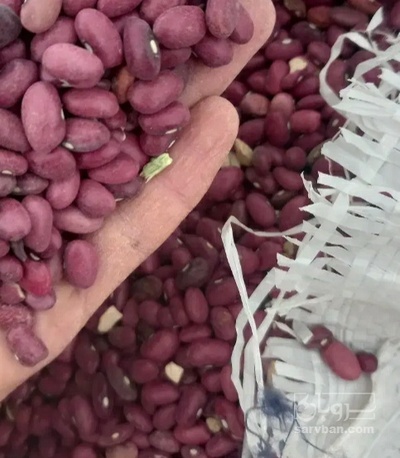 فروش لوبیا قرمز