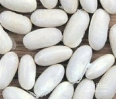 فروش لوبیا سفید