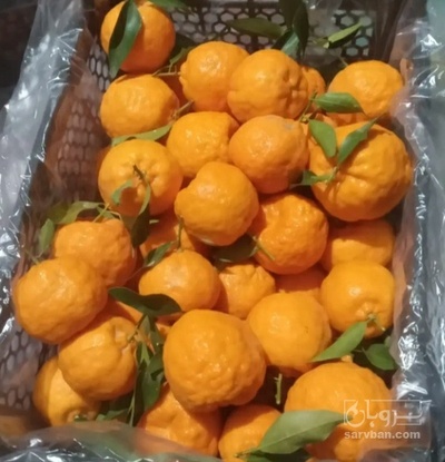 فروش نارنگی