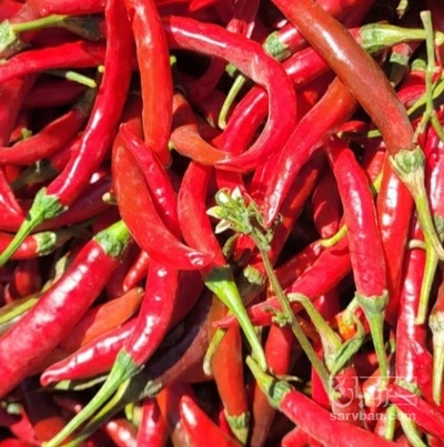 فروش فلفل خشک قرمز تند