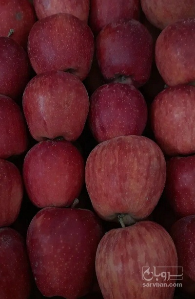 فروش سیب قرمز