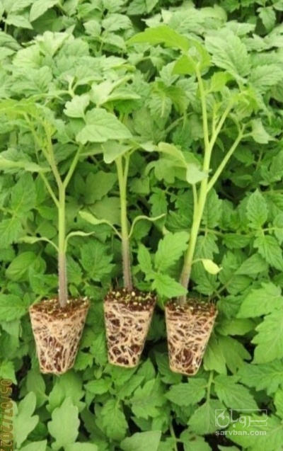 فروش نشا گوجه فرنگی  رد وان