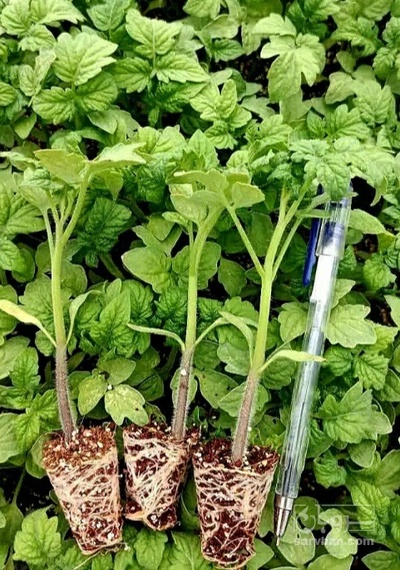 فروش نشا گوجه فرنگی  کامنتا