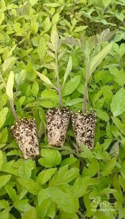 فروش نشا گوجه فرنگی  متین