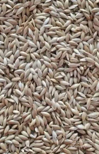 فروش کتان (گیاه الیافی)